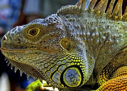 Iguana