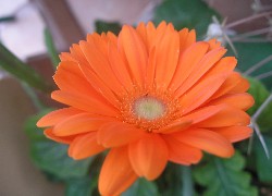 Pomarańczowa, Gerbera