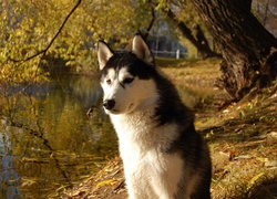 Siberian Husky, Woda