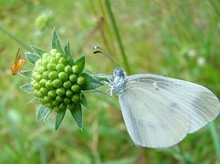 Biały, Motyl, Bielinek