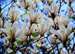 Magnolia