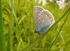 Motyl, Źdźbło, Trawy