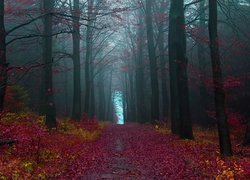 Kolorowy, Las, Mgła
