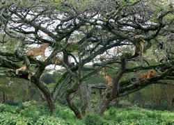 Lwy, Drzewo, Kenia