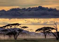 Drzewa, Chmura, Tanzania