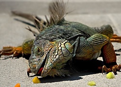 Iguana, Owoce