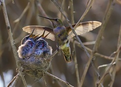 Kolibry, Gniazdo