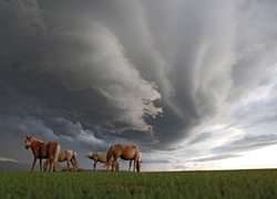 Cztery, Konie, Ciemne, Chmury