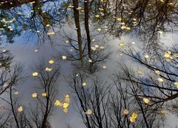 Jezioro, Liście, Odbicie, Drzew