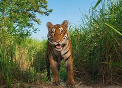 Tygrys, Kaziranga