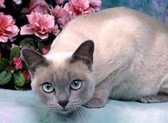 Kot, Mink Tonkinese