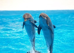 Dwa, Delfiny, Skok