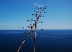 Hiszpania, Costa Brava, Tossa de Mar, Kwiaty, Agawy