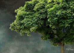Drzewo, Deszcz