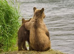 Niedźwiedzie, Rzeka