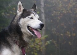 Husky, Czerwona, Smycz