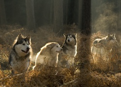 Siberian Husky, Las