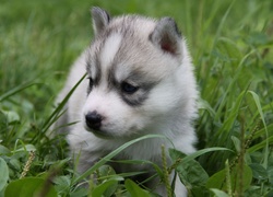 Siberian Husky, Szczeniak