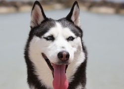 Siberian Husky, Język