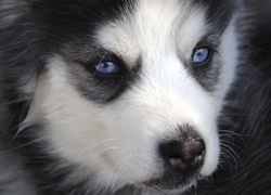 Siberian Husky, Szczeniak, Niebieskie, Oczy