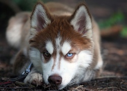 Siberian Husky, Szczeniak