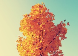 Drzewo, Jesień