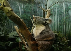 Miś, Koala, Drzewa