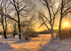 Zima, Drzewa, Śnieg