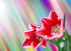 Kwiaty, Tulipany, Grafika