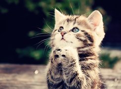 Kot, Modlitwa