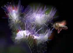 Kwiat, Pszczoła, Fractalius