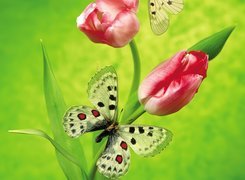 Dwa, Czerwone, Tulipany, Motylki