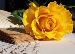 Żółta, Róża, Stara, Książka