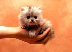 Kot, Ręka
