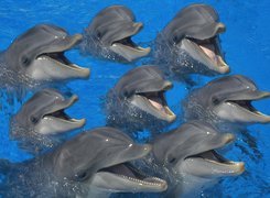 0siem, Delfinów, Woda