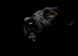 Czarny, Pies, Labrador Retriever