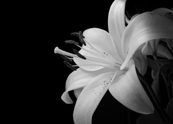 Piękny, Biały, Kwiat