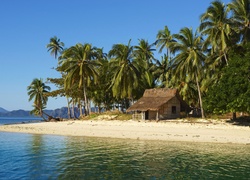 Wyspa, Domek, Palmy