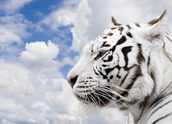 Biały, Tygrys, Niebo