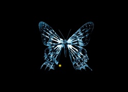Niebieski, Motyl, Czarne, Tło