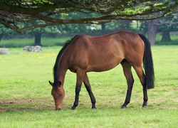 Gniady, Konik, Pastwisko