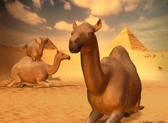 Wielbłądy, Pustynia, Piramidy, 3D