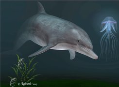 Delfin, Meduza, 3D