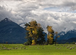 Pastwisko, Owce, Góry, Glenarchy, Nowa Zelandia, Trey Ratcliff