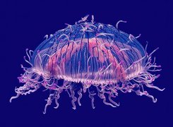 Meduza