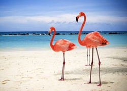 Plaża, Morze, Niebo, Flamingi