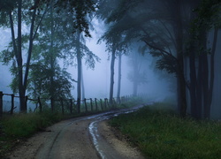 Droga, Las, Mgła