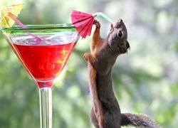 Wiewiórka, Drink