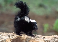 Mały, Skunks