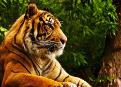 Tygrys, Drzewa, Odpoczynek